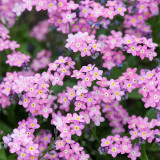 Pink Alpine Forget-Me-Not Seeds - Hardy Perennial Wildflower for Dry Cool Climates