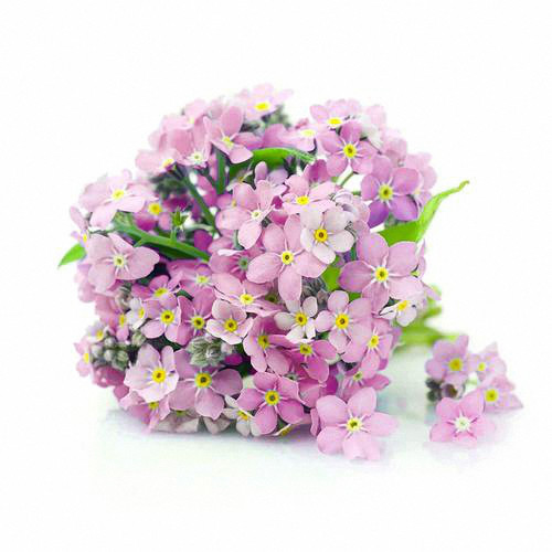 Pink Alpine Forget-Me-Not Seeds - Hardy Perennial Wildflower for Dry Cool Climates