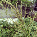 Spiny Amaranth Seeds - Nutrient-Rich Edible Greens with Medicinal Uses