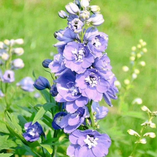 Large-Flowered Delphinium Seeds - Delphinium grandiflorum 'Cute' Series, Ideal for Small Gardens
