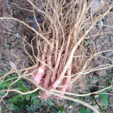 Spiny Amaranth Seeds - Nutrient-Rich Edible Greens with Medicinal Uses