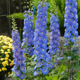 Large-Flowered Delphinium Seeds - Delphinium grandiflorum 'Cute' Series, Ideal for Small Gardens