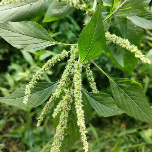 Spiny Amaranth Seeds - Nutrient-Rich Edible Greens with Medicinal Uses
