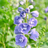 Large-Flowered Delphinium Seeds - Delphinium grandiflorum 'Cute' Series, Ideal for Small Gardens