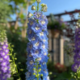 Large-Flowered Delphinium Seeds - Delphinium grandiflorum 'Cute' Series, Ideal for Small Gardens