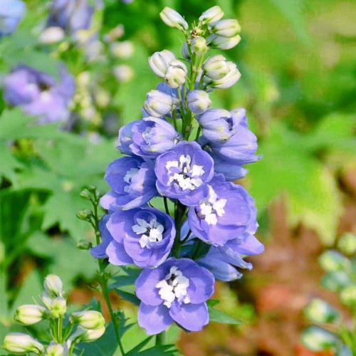 Large-Flowered Delphinium Seeds - Delphinium grandiflorum 'Cute' Series, Ideal for Small Gardens