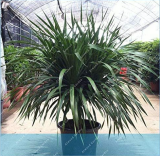 Rare Dracaena Seeds Good for Growing in pots for Home Garden
