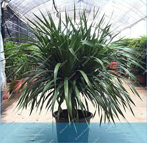 Rare Dracaena Seeds Good for Growing in pots for Home Garden