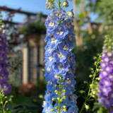 Large-Flowered Delphinium Seeds - Delphinium grandiflorum 'Cute' Series, Ideal for Small Gardens