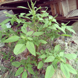 Spiny Amaranth Seeds - Nutrient-Rich Edible Greens with Medicinal Uses