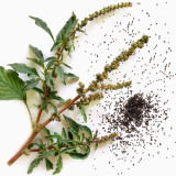 Spiny Amaranth Seeds - Nutrient-Rich Edible Greens with Medicinal Uses
