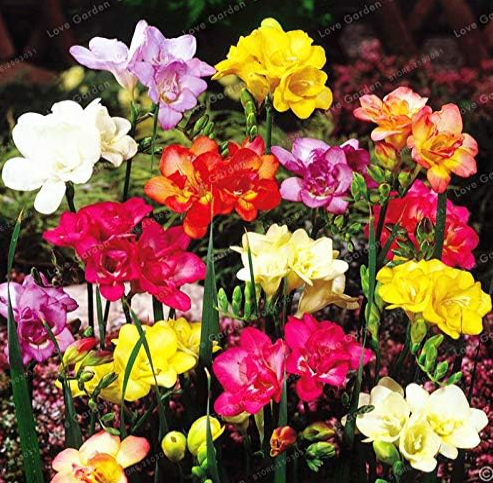 Freesia Plant True Rare Orchid So Beautiful Seed (Color: Mix)