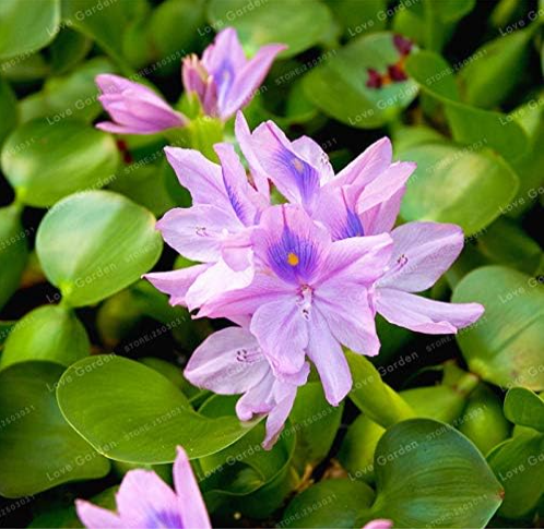 Water Hyacinth Plant Flower Seeds (Color: 1)