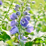 Large-Flowered Delphinium Seeds - Delphinium grandiflorum 'Cute' Series, Ideal for Small Gardens