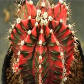 A Set Gymnocalycium mihanovichii Seeds - (Color: 6)