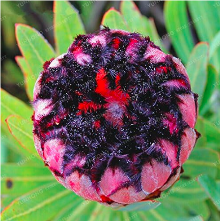 Rare Protea Cynaroides Seeds (Color: 5)
