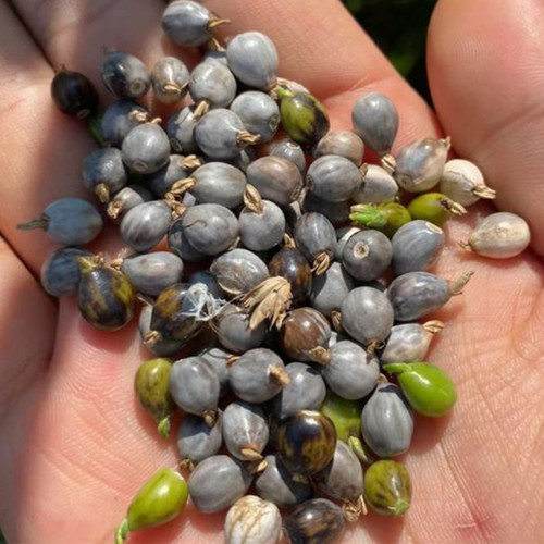 Job's Tears Seeds - Medicinal Herb, Buddhist Prayer Beads & Livestock Feed Plant Seeds