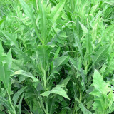 Ixeris Chinensis Seeds - High-Yield Perennial Nutritious Forage for Livestock & Poultry