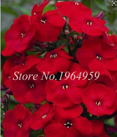 Periwinkle Seed Flower Vinca Cover Behind House Jardin Flowers (Color: 8)
