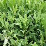 Ixeris Chinensis Seeds - High-Yield Perennial Nutritious Forage for Livestock & Poultry