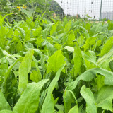 Ixeris Chinensis Seeds - High-Yield Perennial Nutritious Forage for Livestock & Poultry