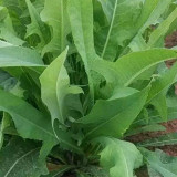 Ixeris Chinensis Seeds - High-Yield Perennial Nutritious Forage for Livestock & Poultry
