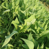 Ixeris Chinensis Seeds - High-Yield Perennial Nutritious Forage for Livestock & Poultry
