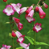 Hybrid Beardtongue Seeds - Long Blooming, Disease Resistant, for Beds & Containers