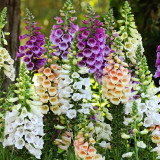 Hybrid Beardtongue Seeds - Long Blooming, Disease Resistant, for Beds & Containers