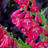 Hybrid Beardtongue Seeds - Long Blooming, Disease Resistant, for Beds & Containers