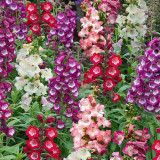 Hybrid Beardtongue Seeds - Long Blooming, Disease Resistant, for Beds & Containers