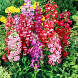 Hybrid Beardtongue Seeds - Long Blooming, Disease Resistant, for Beds & Containers