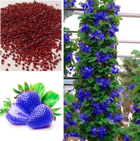 Blue Climbing Strawberry Seeds for Home Garden