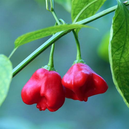 Bat Chili Seeds - Tall Ornamental Pepper, Heat-Tolerant, High Pungency