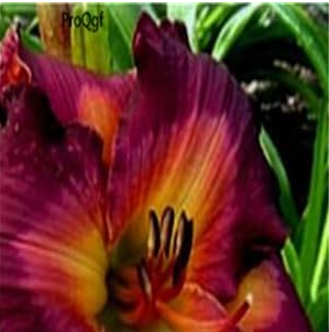 Hemerocallis Middendorffii Daylily Perennial - (Color: 11)