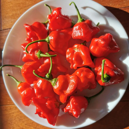 Bat Chili Seeds - Tall Ornamental Pepper, Heat-Tolerant, High Pungency