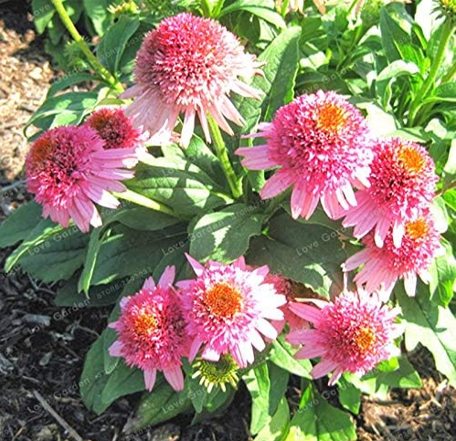 Echinacea 'Milkshake' Chrysanthemum Seed Rare Flower (Color: 3)