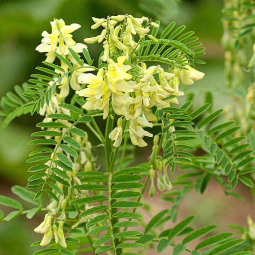 Huang Qi Seeds - Premium Astragalus Membranaceus for Immune Support & TCM Gardens