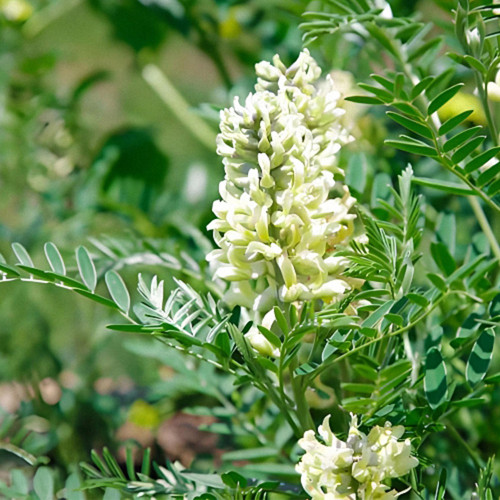 Huang Qi Seeds - Premium Astragalus Membranaceus for Immune Support & TCM Gardens