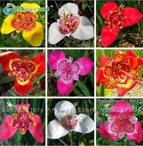 Tigridia Pavonia Flowers Seeds (Color: Multi-Colored)