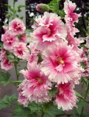 WhitePinkMallowSeedsPerennialGiantGardenFlowerPlantTallFlowering
