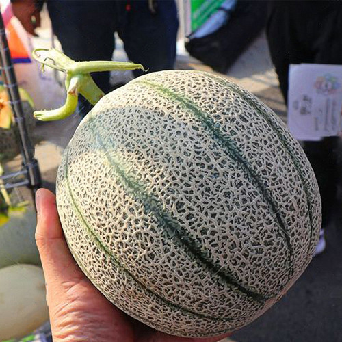 Maiour Melon Hybird F1 Seeds - High Sugar 15-17 Brix, Thick Red-Orange Flesh, Compact Plant, Easy to Grow