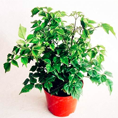 Hedera nepalensis Seeds No Care Decorative Plant