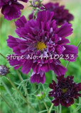 Chocolate Cosmos Seed Flower Blooms All Summer Long and Has Rich Scent (Color: h)