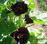 Black Mallow Seeds, Hardy Perennial