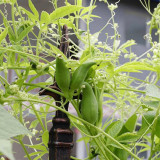 Slipper Gourd Seeds - Sweet Edible Gourds for Trellis & Container