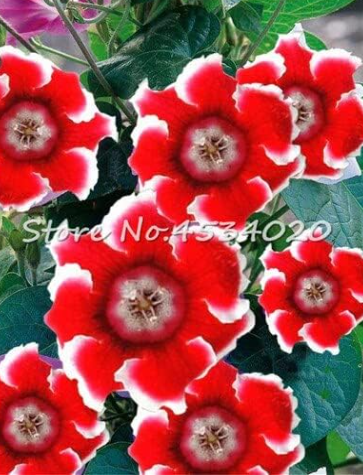 Climbing Gloxinia Seed Perennial Flowering Plants Sinningia Speciosa (Color: 10)