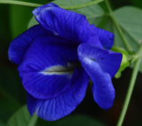 Clitoria ternatea Double Blue | Butterfly Pea | 10 Seeds