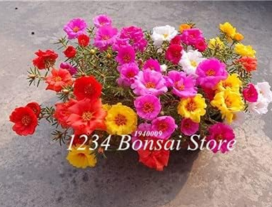 Portulaca Grandiflora Seed Mixed Color Moss-Rose Purslane Double Flower (Color: 21)