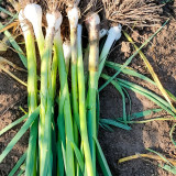Leek Seeds - Premium Allium porrum, Cold & Heat Resistant, High-Yield Variety